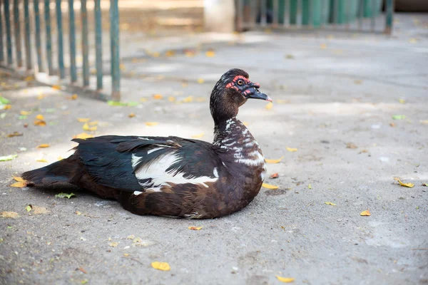 Duck in the yard — Stock Photo, Image