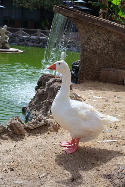 Oie dans le parc Margherita, Trapani — Photo