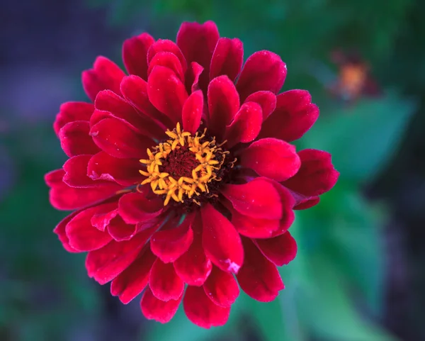 Fiore rosso — Foto Stock