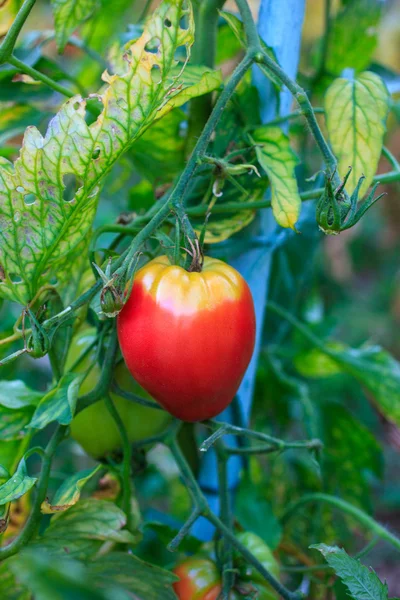 stock image Tomatoes