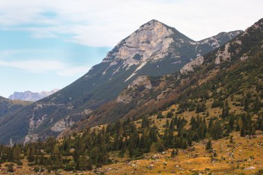 tolminska migovec, Slovenya