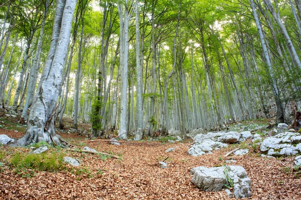 Δάσος οξιών στη Σλοβενία — Φωτογραφία Αρχείου
