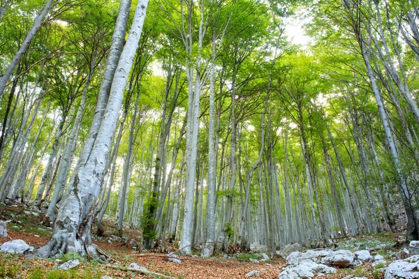 Буковими лісами в Словенії — стокове фото