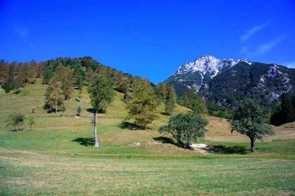 Tolminska migovec, Slowenien — Stockfoto