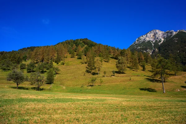 Tolminska migovec、スロベニア — ストック写真