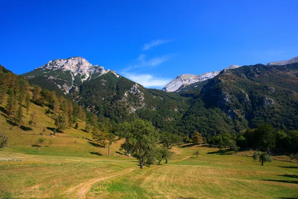 Tolminska migovec, Slovenië — Stockfoto