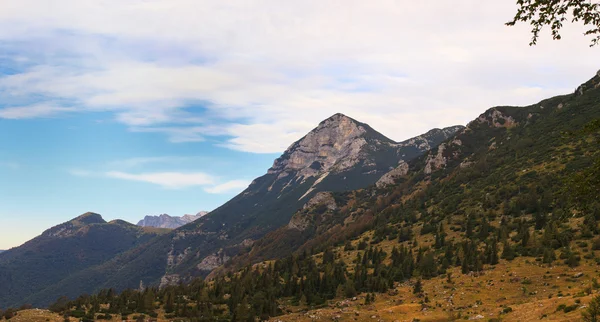 tolminska migovec, Slovenya