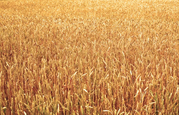 Buğday bitki — Stok fotoğraf