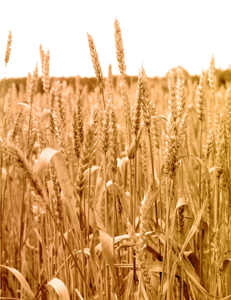 Buğday bitki. — Stok fotoğraf