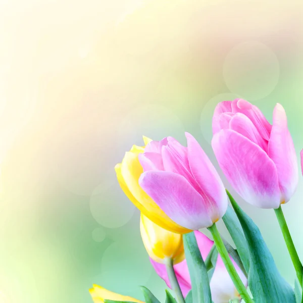Tulpen im unscharfen Hintergrund. — Stockfoto
