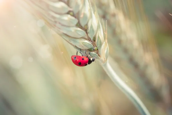 Ladybug on a spike — Stock Photo, Image