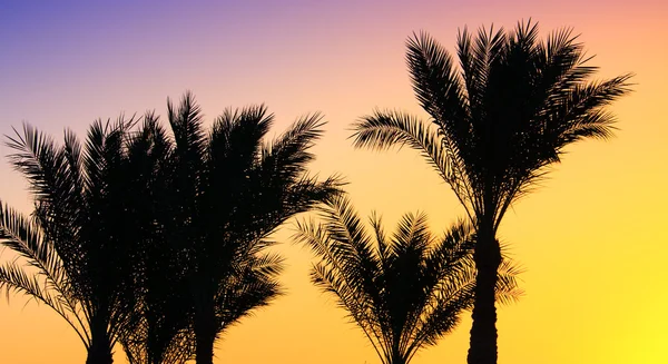 Silhouette von Palmen — Stockfoto