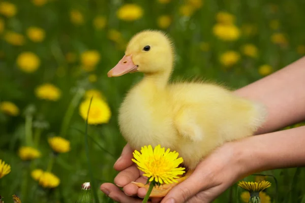 stock image Duckling in human hands