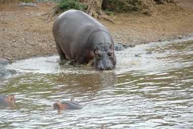 Hippo pool clipart