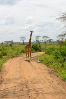 Afrika road, Tanzanya