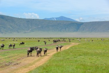 Crater Ngorongoro, Tanzania clipart