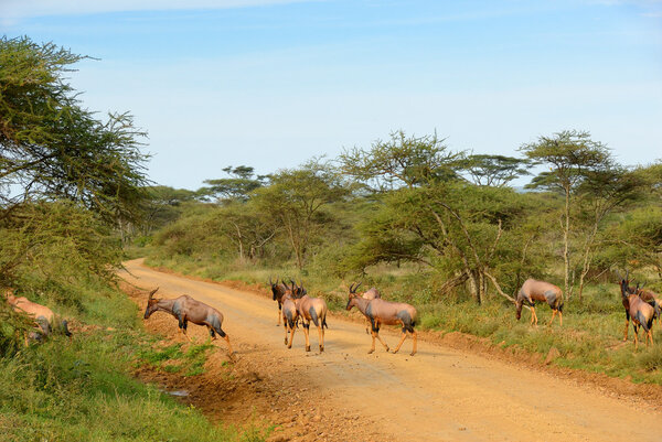 Antelopes Topi (Damaliscus korrigum)