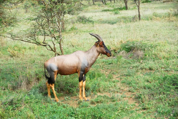 Antilop Topi (Damaliscus korrigum) — Stok fotoğraf