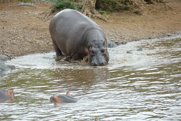 Piscina de hipopótamo — Fotografia de Stock
