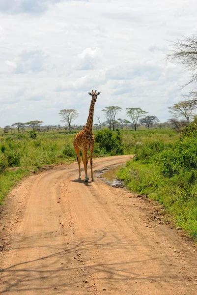 Afrika road, Tanzanya — Stok fotoğraf