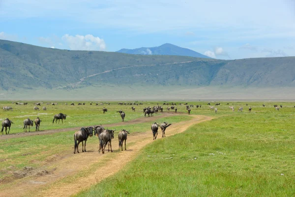 분화구 Ngorongoro, 탄자니아 — 스톡 사진