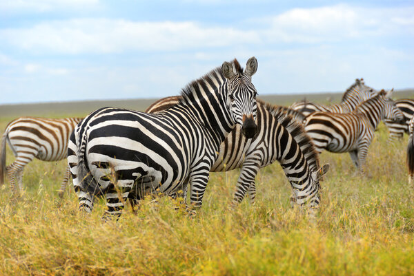 Zebras herd in the savannah, Serengeti