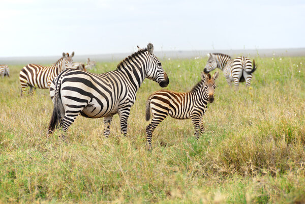 Zebras herd in the high grassed savannah, Serengeti