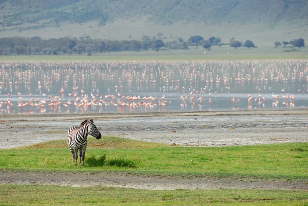 Zona de conservación de Ngorongoro — Foto de Stock