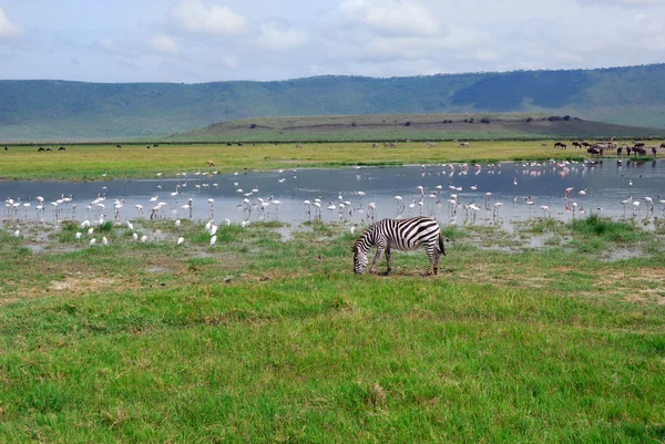 Заповідна зона Нгоронгоро — стокове фото