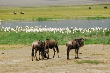 Ngorongoro koruma alanı