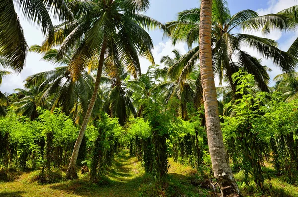 Tropikal vanilya plantasyon — Stok fotoğraf