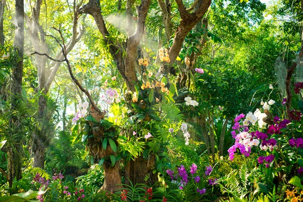 stock image Orchid garden