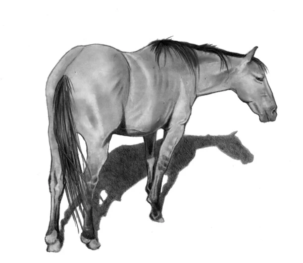 Bleistiftzeichnung des Pferdes in entspannter Pose — Stockfoto