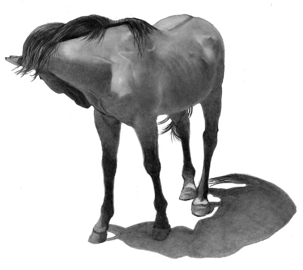 铅笔素描: 马咬住了苍蝇 — 图库照片