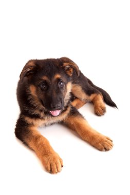 Alman çoban köpeği.