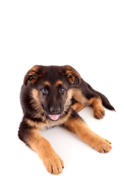 German Shepherd dog Stock Picture