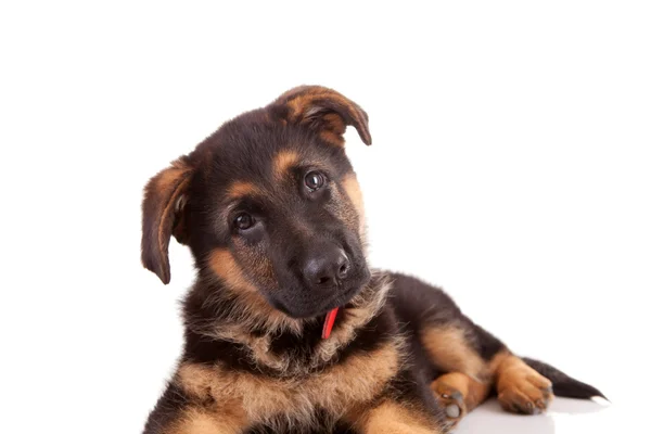 Cão pastor alemão — Fotografia de Stock