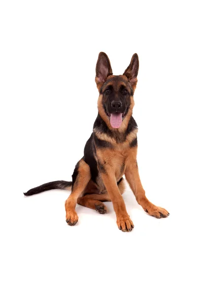 German Shepherd dog — Stock Photo, Image