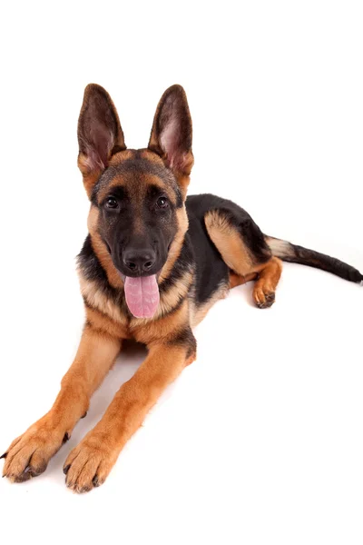 German Shepherd dog — Stock Photo, Image
