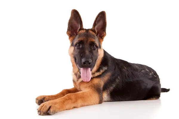 Ciobanesc german câine — Fotografie, imagine de stoc