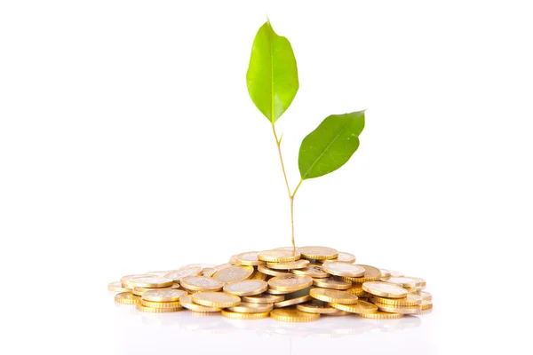 stock image Coins and plant