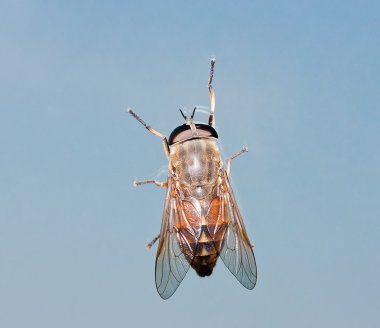 Insect horse-fly on a blue background clipart