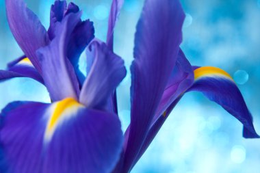 Beautiful blue iris flowers background clipart