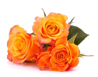 Three orange roses clipart