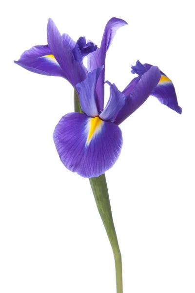 Kék írisz vagy blueflag virág — Stock Fotó