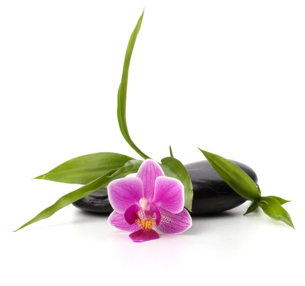 Spa y concepto de salud. Orquídea y piedras . —  Fotos de Stock