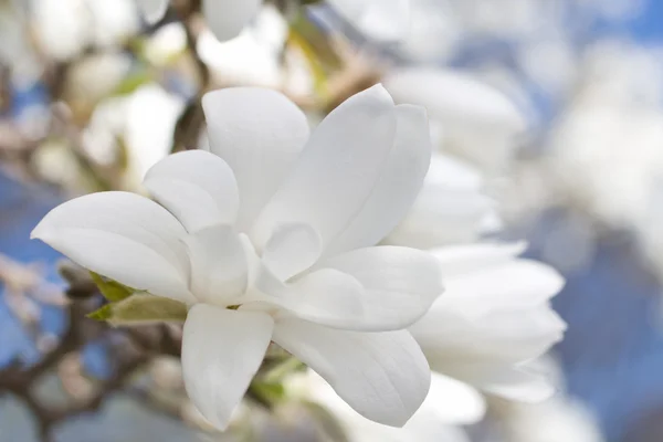 美丽的木兰花 — 图库照片