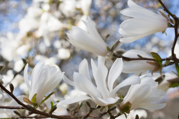 Prachtige magnolia bloesem — Stockfoto