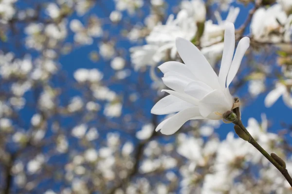 Linda flor de magnólia — Fotografia de Stock