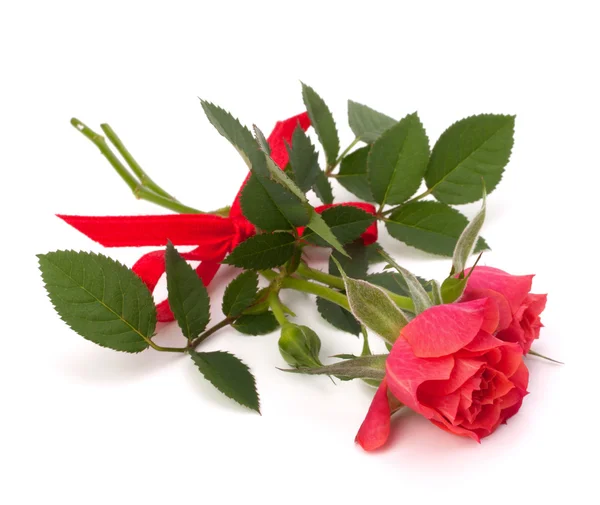 Gyönyörű Rózsa pár — Stock Fotó
